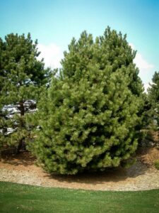 Сосна Чёрная (Pinus Nigra) купить по цене от 270.00р. в интернет-магазине «Посадика» с доставкой почтой в в Заозерныйе и по всей России – [изображение №1].