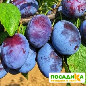 Слива Чачакская ранняя купить по цене от 229.00р. в интернет-магазине «Посадика» с доставкой почтой в в Заозерныйе и по всей России – [изображение №1].