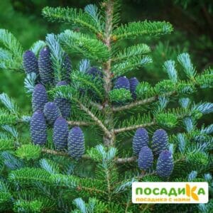 Пихта корейская (Abies koreana) купить по цене от 450.00р. в интернет-магазине «Посадика» с доставкой почтой в в Заозерныйе и по всей России – [изображение №1].