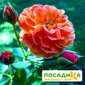 Роза Арабия купить по цене от 350.00р. в интернет-магазине «Посадика» с доставкой почтой в в Заозерныйе и по всей России – [изображение №1].