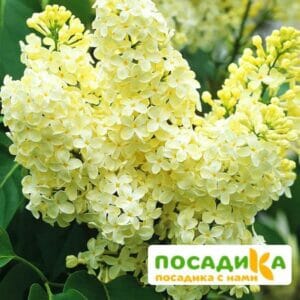 Сирень Примроуз (Primrose) купить по цене от 529.00р. в интернет-магазине «Посадика» с доставкой почтой в в Заозерныйе и по всей России – [изображение №1].