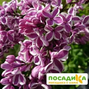 Сирень Сенсация купить по цене от 529.00р. в интернет-магазине «Посадика» с доставкой почтой в в Заозерныйе и по всей России – [изображение №1].