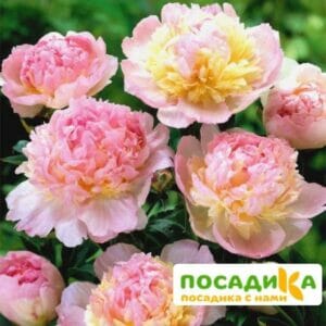 Пион Распберри Сандей (Paeonia Raspberry Sundae) купить по цене от 959р. в интернет-магазине «Посадика» с доставкой почтой в в Заозерныйе и по всей России – [изображение №1].