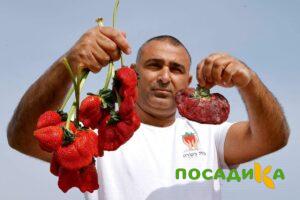 Клубника Гигант Джорнея купить по цене от 266р. в интернет-магазине «Посадика» с доставкой почтой в в Заозерныйе и по всей России – [изображение №1].