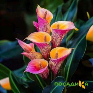 Калла Оникс купить по цене от 450р. в интернет-магазине «Посадика» с доставкой почтой в в Заозерныйе и по всей России – [изображение №1].