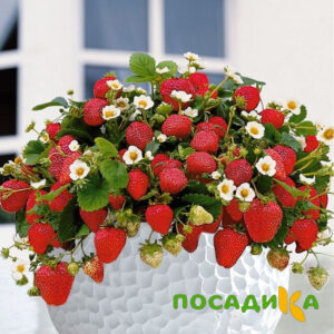 Клубника Рубиновый Шепот (горшечная) купить по цене от 240р. в интернет-магазине «Посадика» с доставкой почтой в в Заозерныйе и по всей России – [изображение №1].