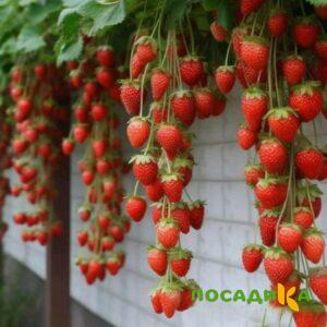 Клубника вьющаяся Комплимент купить по цене от 470р. в интернет-магазине «Посадика» с доставкой почтой в в Заозерныйе и по всей России – [изображение №1].