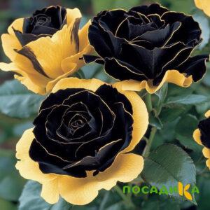 Роза Ханни Сикл купить по цене от 700р. в интернет-магазине «Посадика» с доставкой почтой в в Заозерныйе и по всей России – [изображение №1].