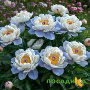 Пион акварельный Этюд купить по цене от 806р. в интернет-магазине «Посадика» с доставкой почтой в в Заозерныйе и по всей России – [изображение №1].