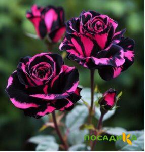 Роза Багровый Шепот купить по цене от 366р. в интернет-магазине «Посадика» с доставкой почтой в в Заозерныйе и по всей России – [изображение №1].