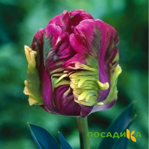 Тюльпан Экзотик Хэвен купить по цене от 186р. в интернет-магазине «Посадика» с доставкой почтой в в Заозерныйе и по всей России – [изображение №1].