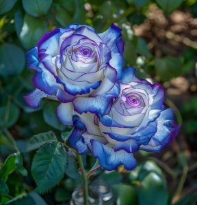 Роза Пэтолз Хоуп купить по цене от 333р. в интернет-магазине «Посадика» с доставкой почтой в в Заозерныйе и по всей России – [изображение №1].