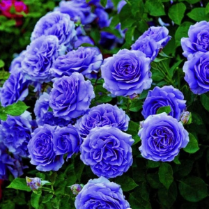 Роза Блю Мун купить по цене от 450р. в интернет-магазине «Посадика» с доставкой почтой в в Заозерныйе и по всей России – [изображение №1].