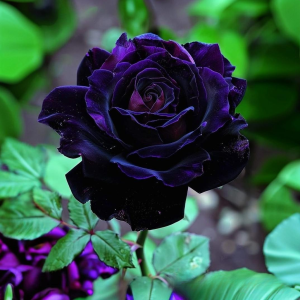 Роза Блэк Пантер купить по цене от 319р. в интернет-магазине «Посадика» с доставкой почтой в в Заозерныйе и по всей России – [изображение №1].