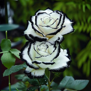 Роза Силк Ивин купить по цене от 319р. в интернет-магазине «Посадика» с доставкой почтой в в Заозерныйе и по всей России – [изображение №1].