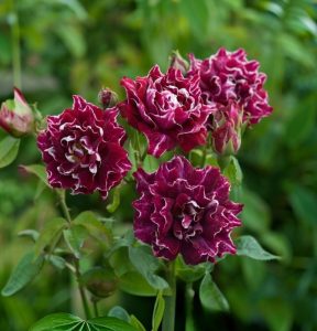 Роза Опаловый Пейзаж купить по цене от 490р. в интернет-магазине «Посадика» с доставкой почтой в в Заозерныйе и по всей России – [изображение №1].