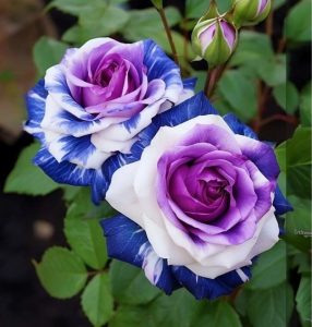 Роза Айвори Каскад купить по цене от 420р. в интернет-магазине «Посадика» с доставкой почтой в в Заозерныйе и по всей России – [изображение №1].